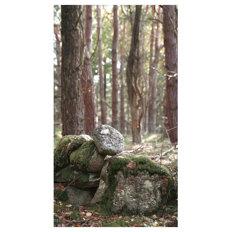 Wald