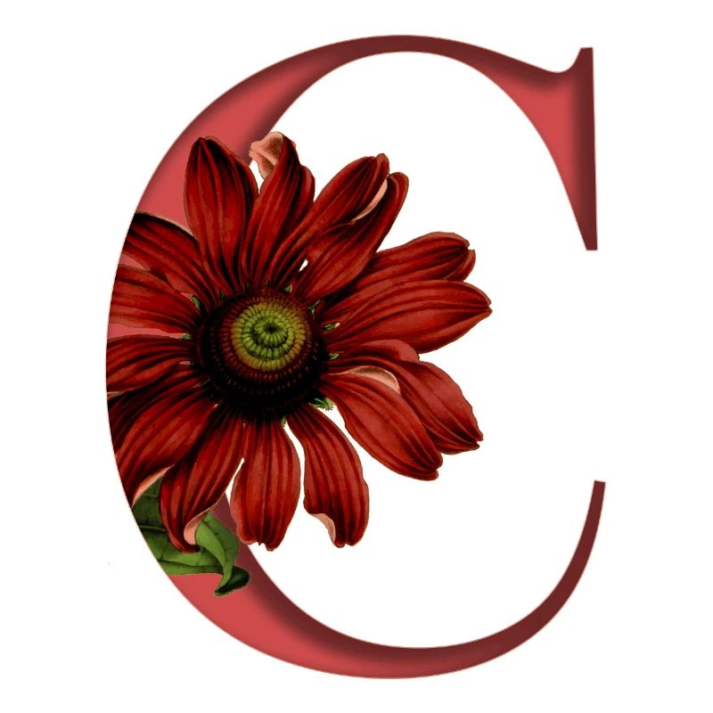 Alphabet, Buchstabe C, Echinacea