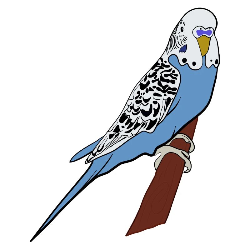 Perruche bleu oiseau oiseau de compagnie idée cadeau