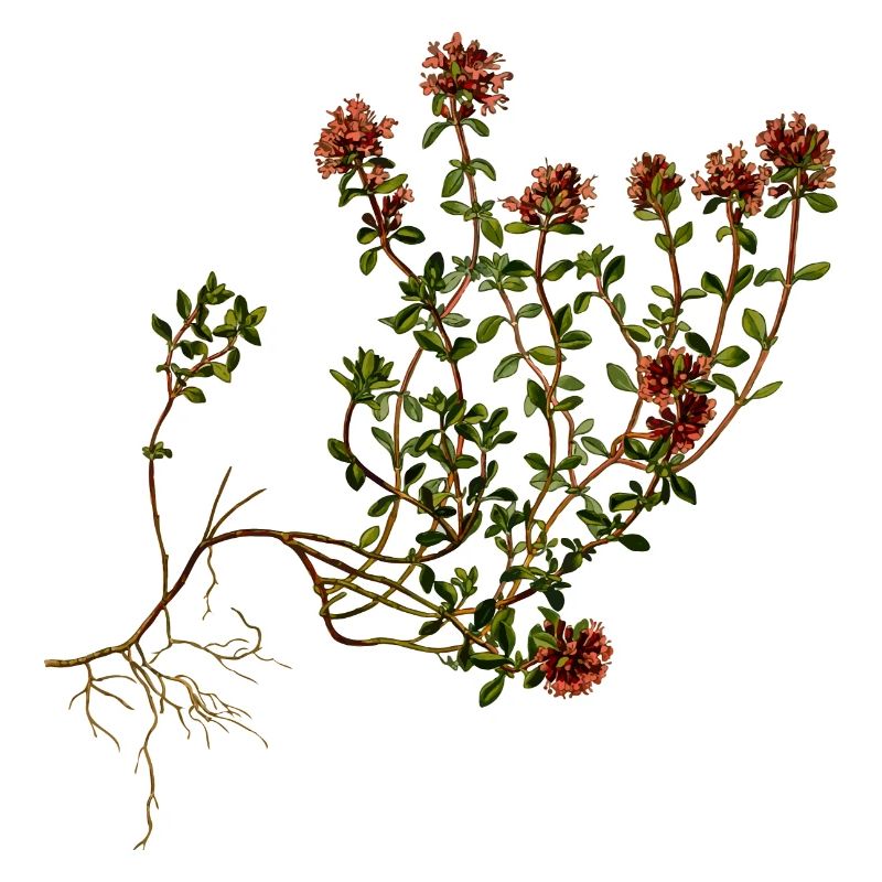 herbes thym romarin persil origan aneth