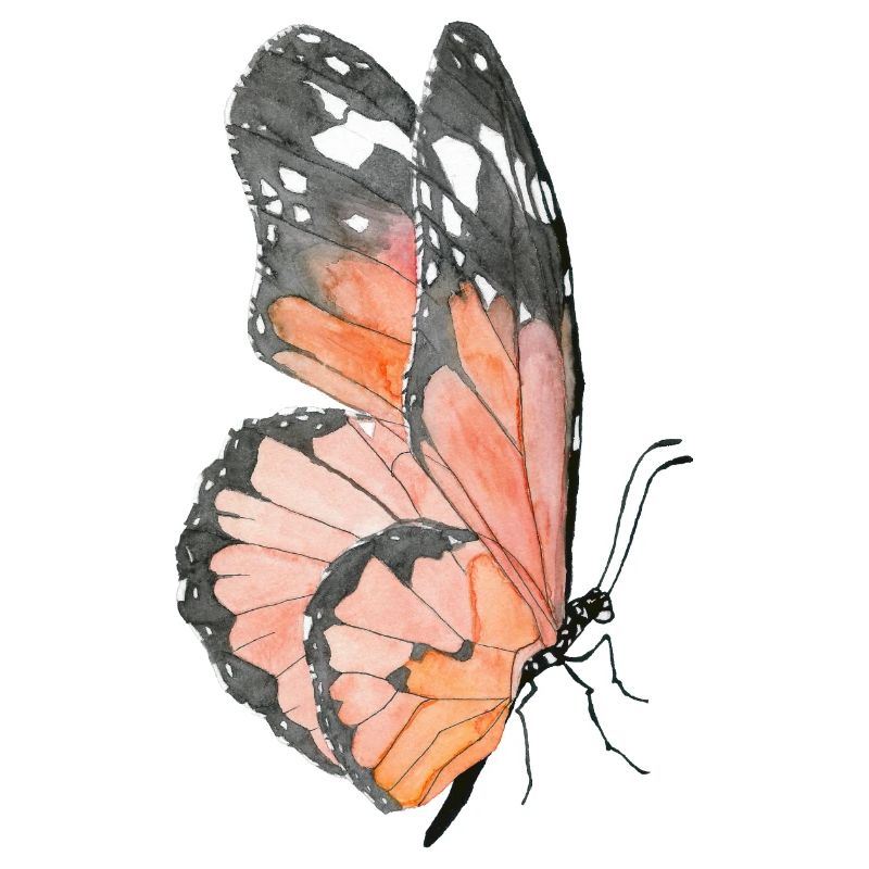 Papillon monarque papillon aquarelle peinte à la main