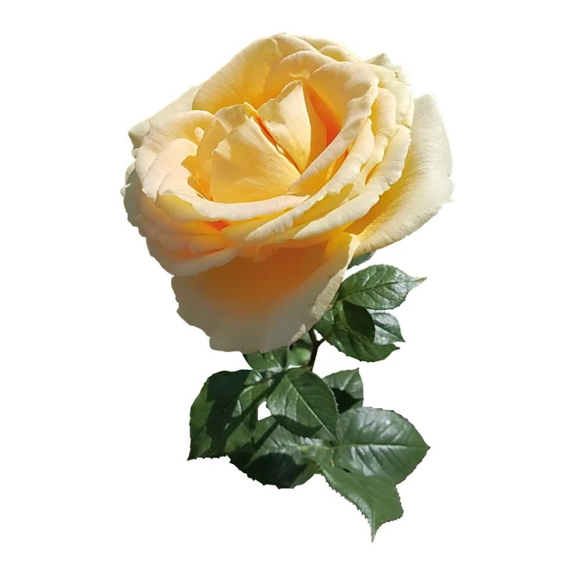 TEEROSE
