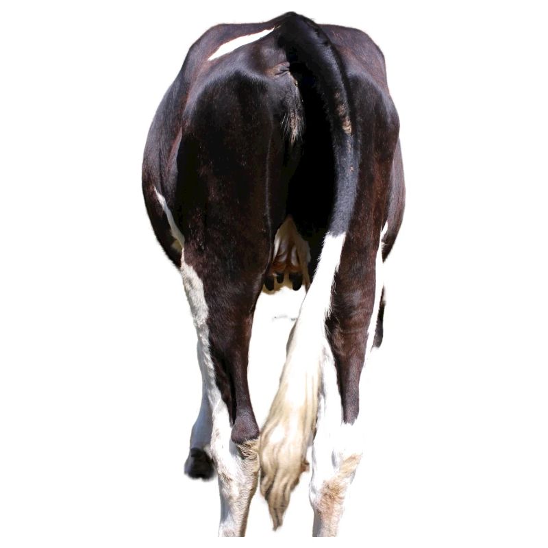Vache