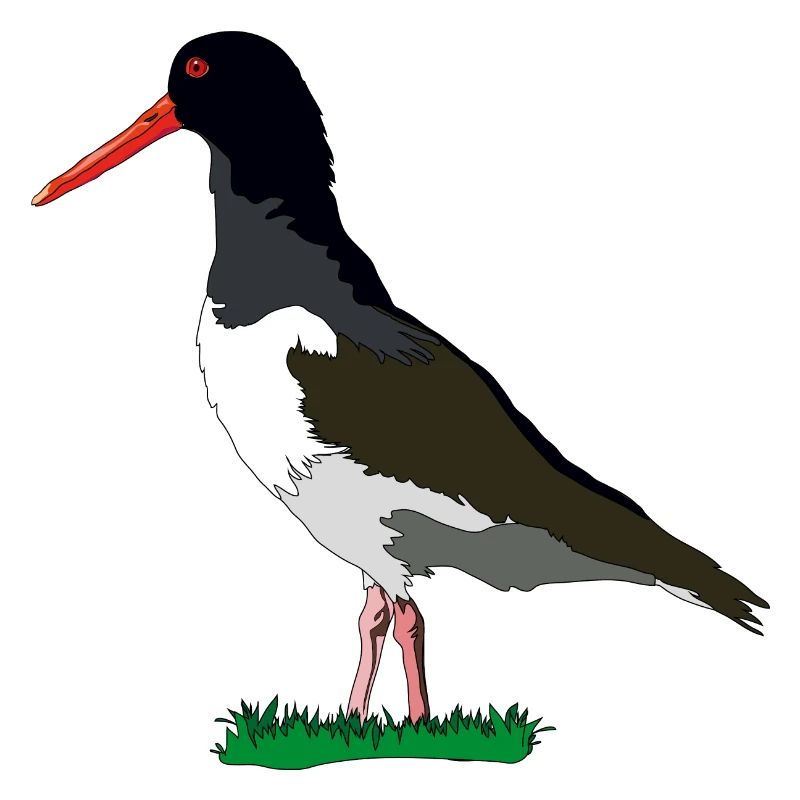 Austernfischer