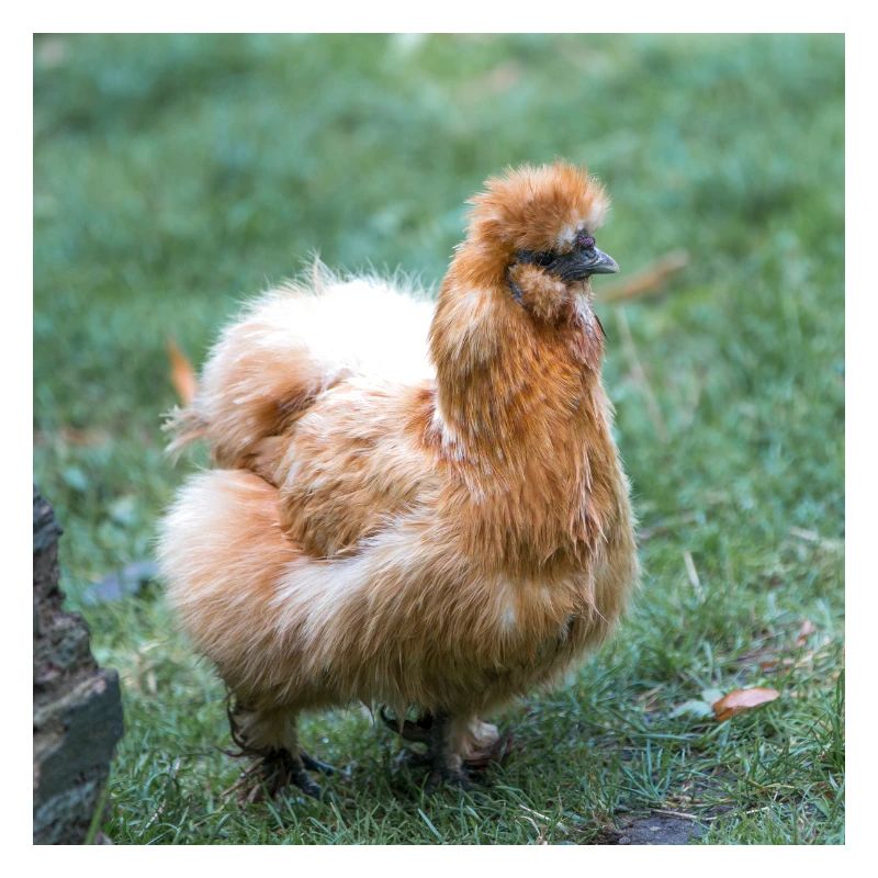 Dwarf-silky chicken (Dwarf silk chicken)