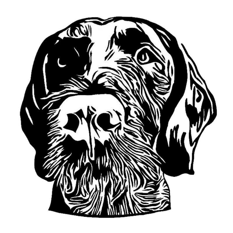 German Wirehaired Pointer