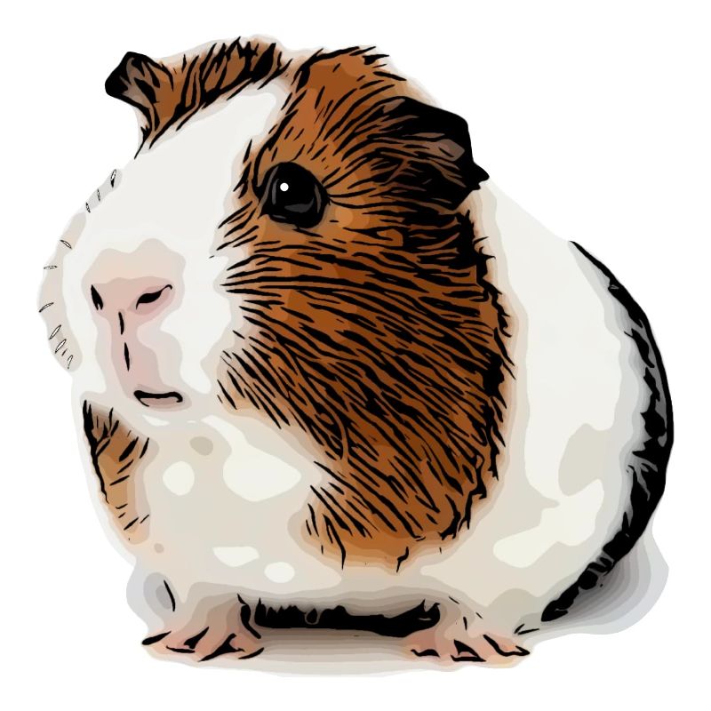 cochon d’Inde doux