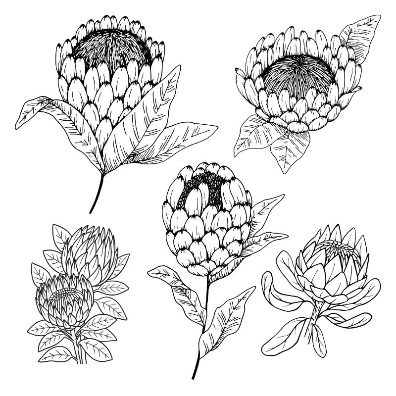Groupe de fleurs protea