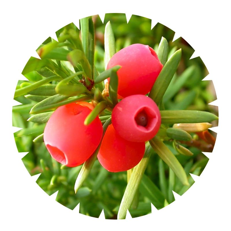 The yew, a native conifer