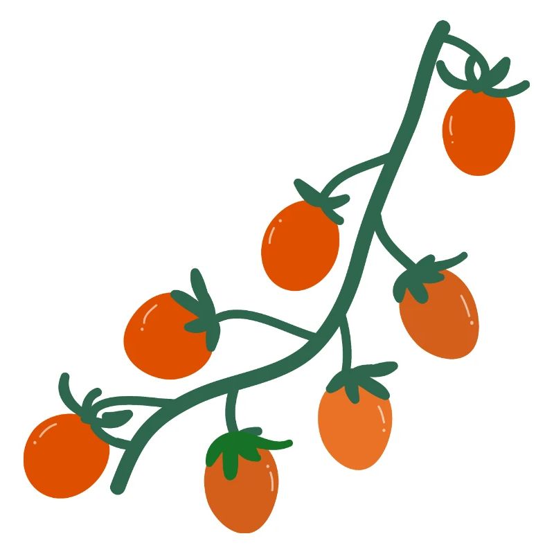 Tomates cerises2