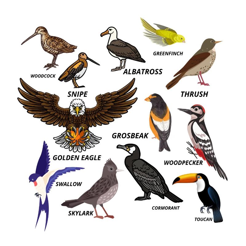 ensemble d’oiseaux