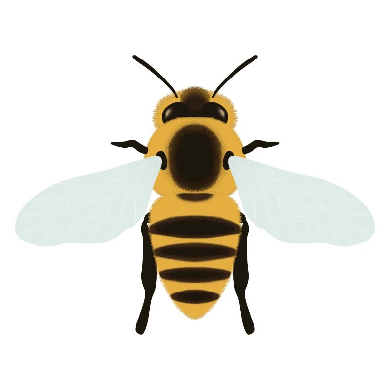 Honeybee