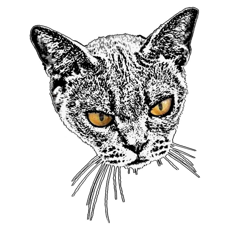 Chat de location maléfique