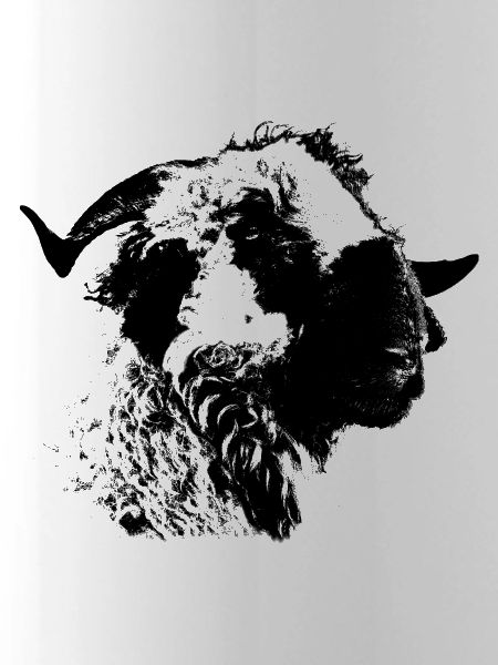 Walliser Schwarznasenschaf