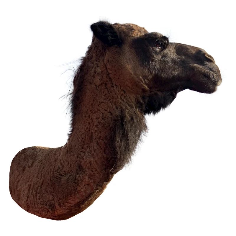 Kamel