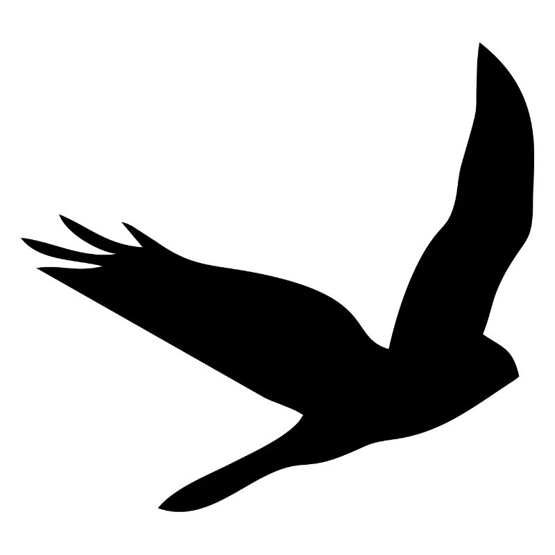 Bird Eagle Birds Fly