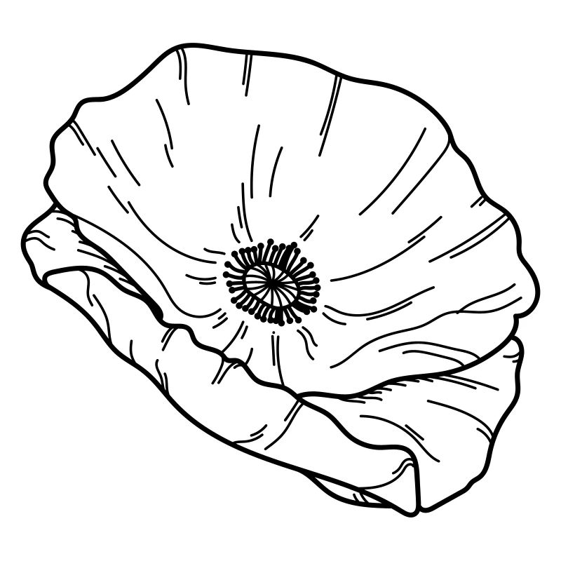 Mohn Blume Blüte