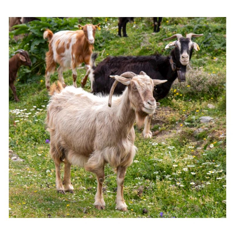 Chèvre de montagne dans le parc national Parc de l’île de Kos