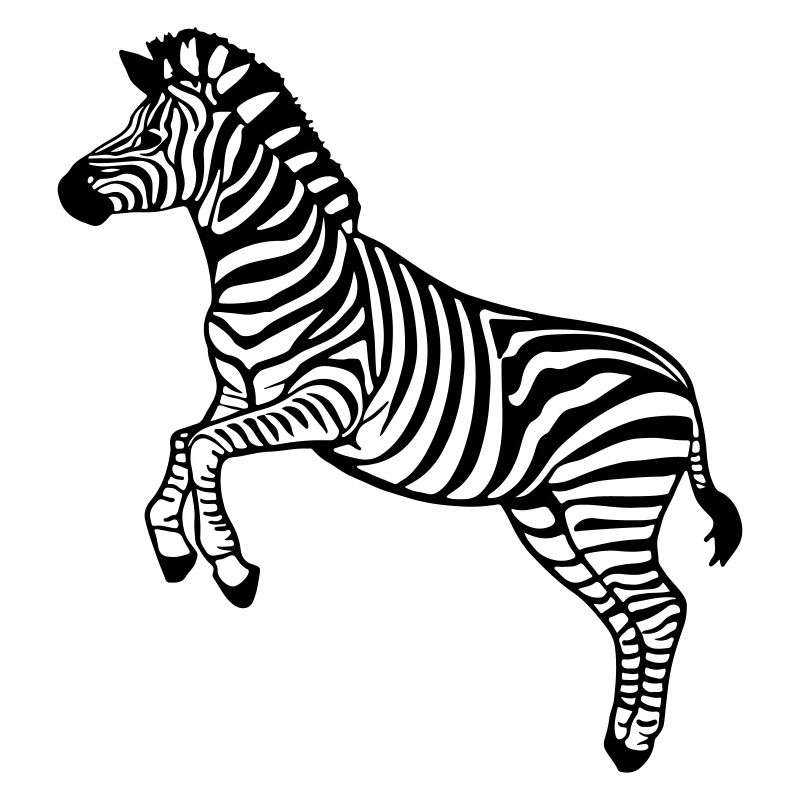 zebra Botswana Zèbre des plaines