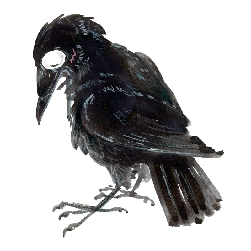 Rabenkrähe 3