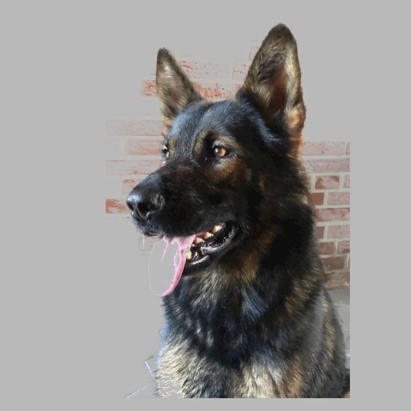 Deutscher Schäferhund Profilbild