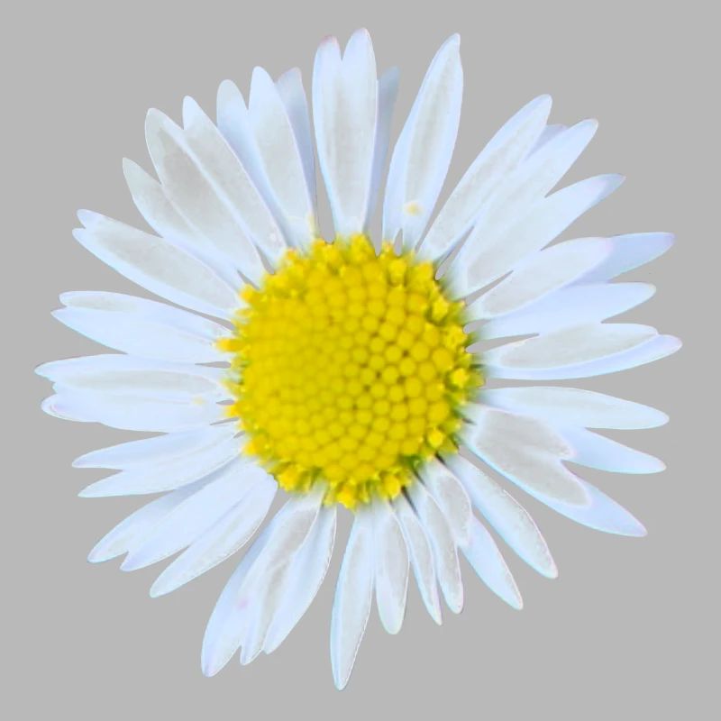 Gänseblümchen