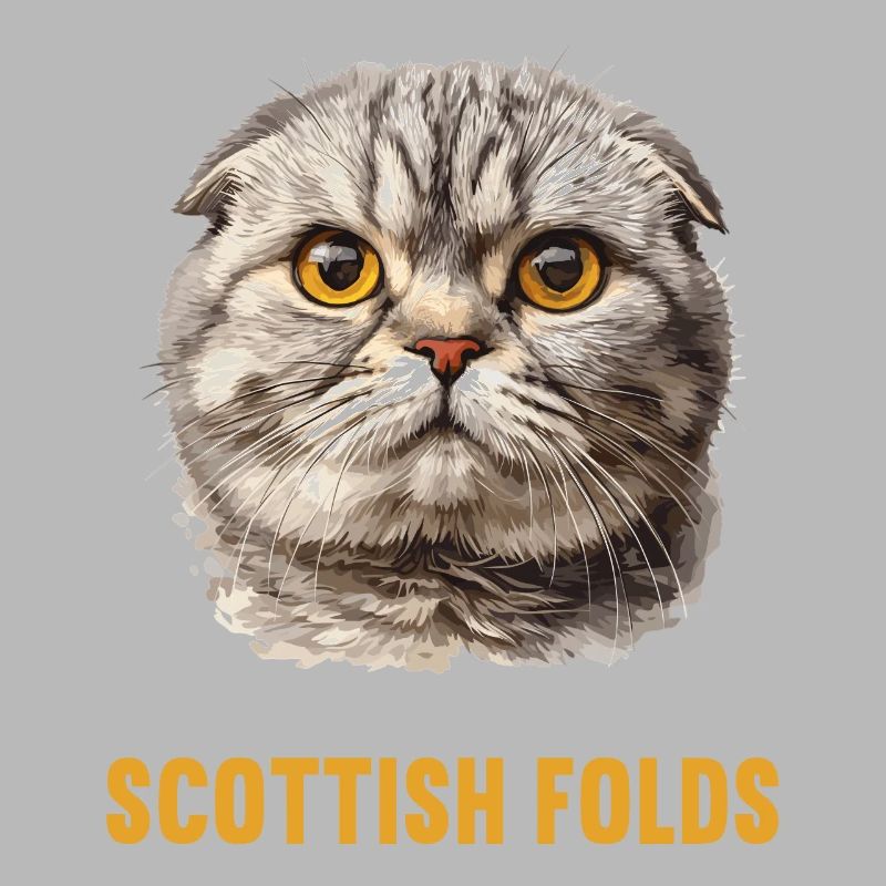 Scottish Fold Kätzchen Scottish Fold Katze