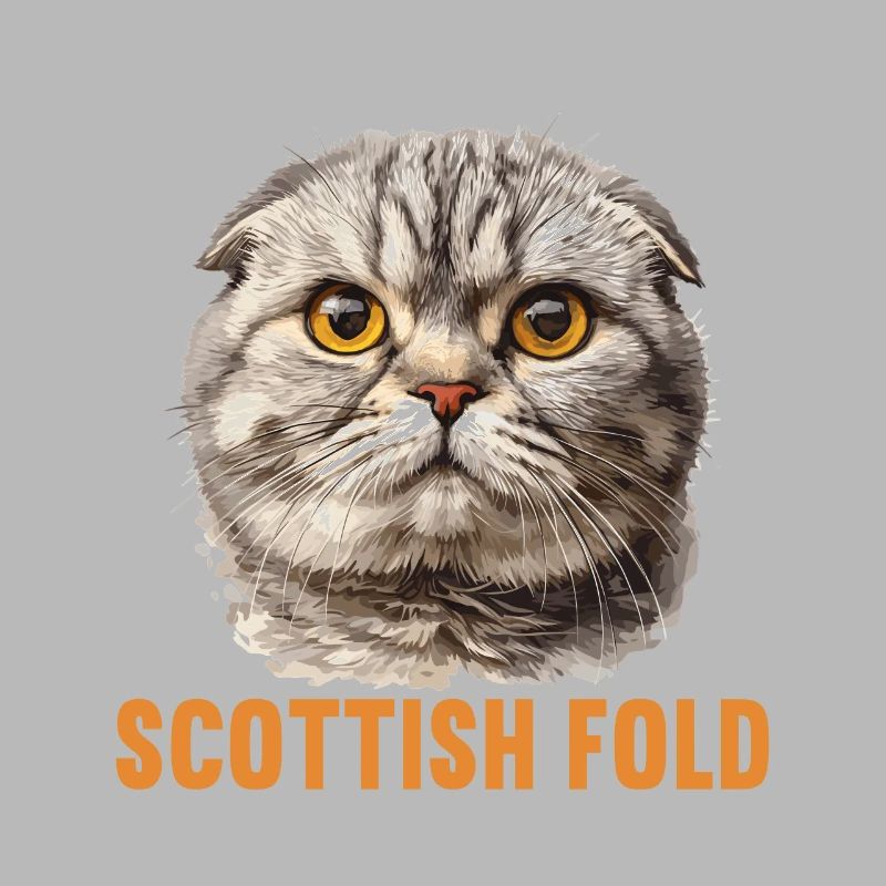 Scottish Fold Kitten Scottish Fold chat