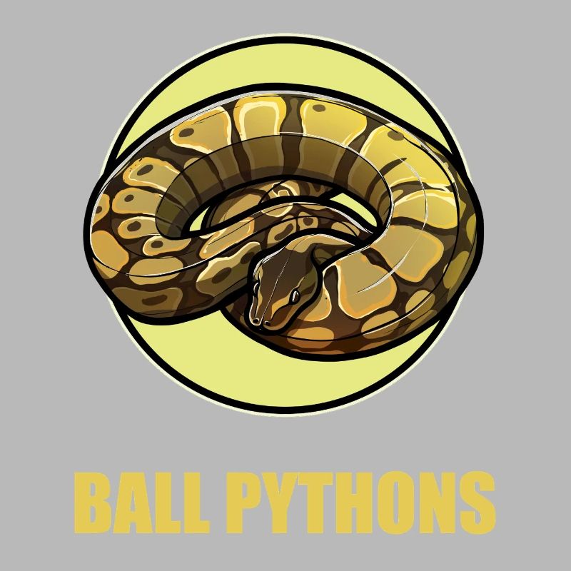 Ball Python Königspythons Königspython