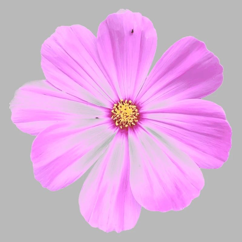 fleur