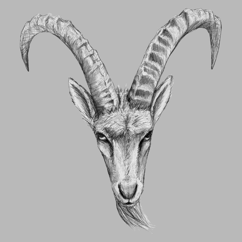 steinbock