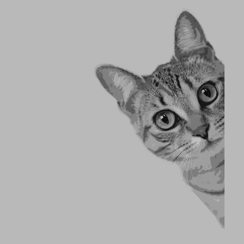Chat mignon chat chat
