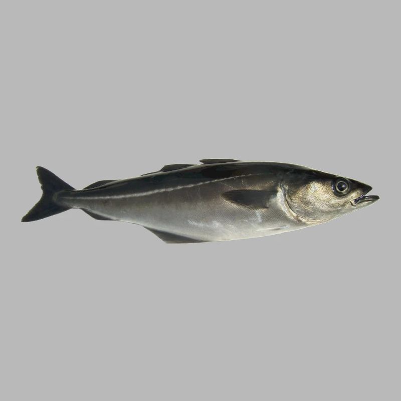 Fisch Pollack