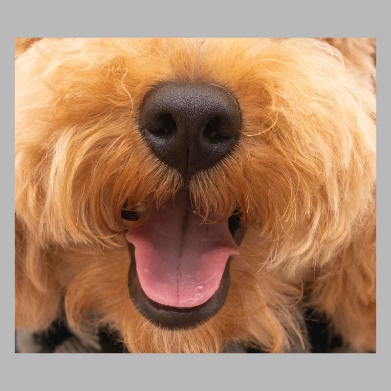 Masque de caniche Lapradoodle Doodle avec museau de chien