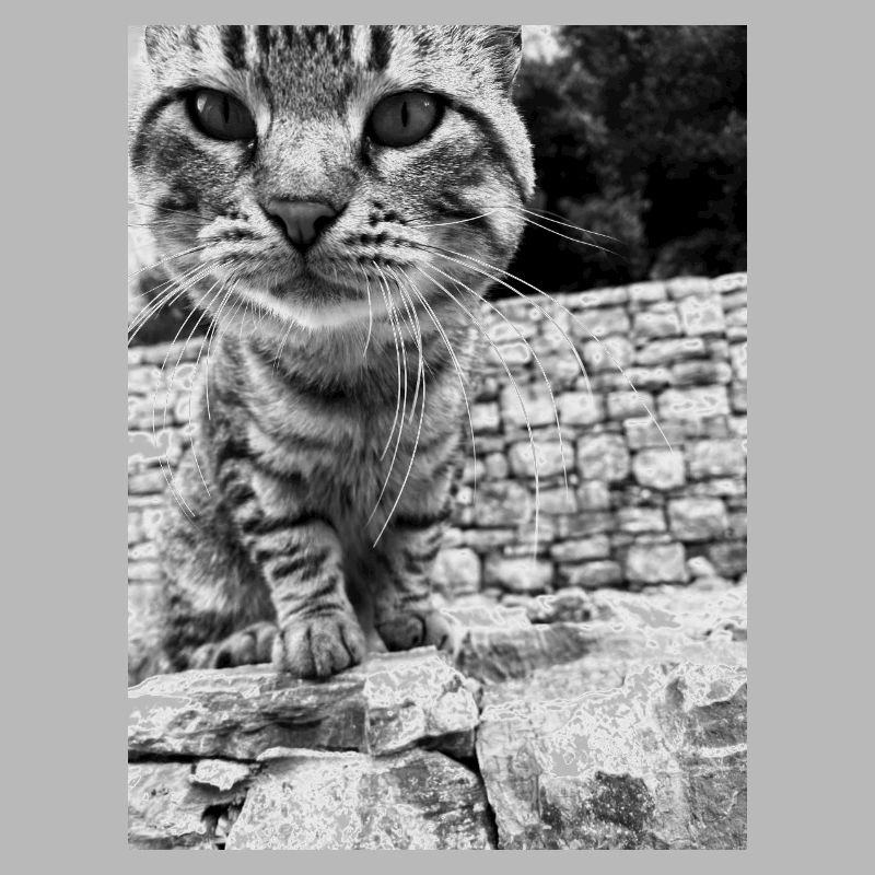 Katzen Pullover Herren Damen kinder