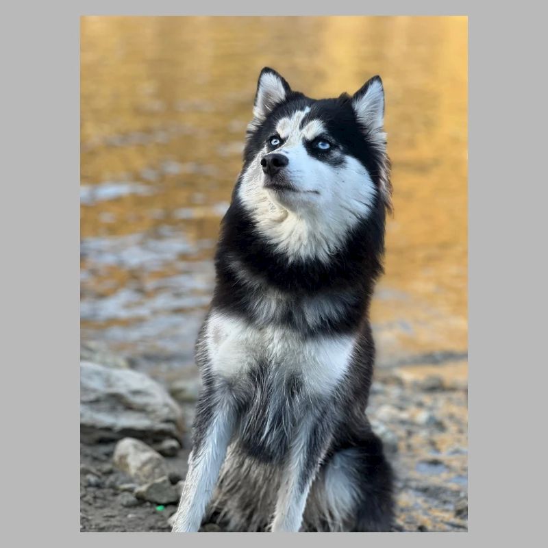 Husky