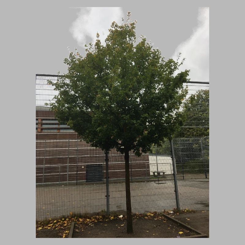 A Tree
