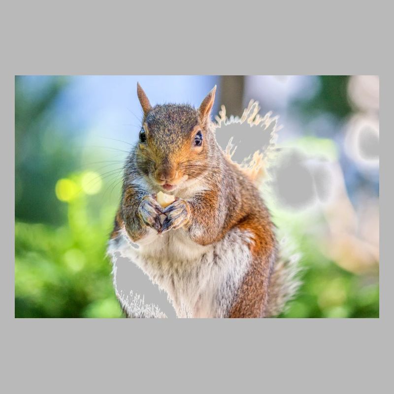 Grauhörnchen essen