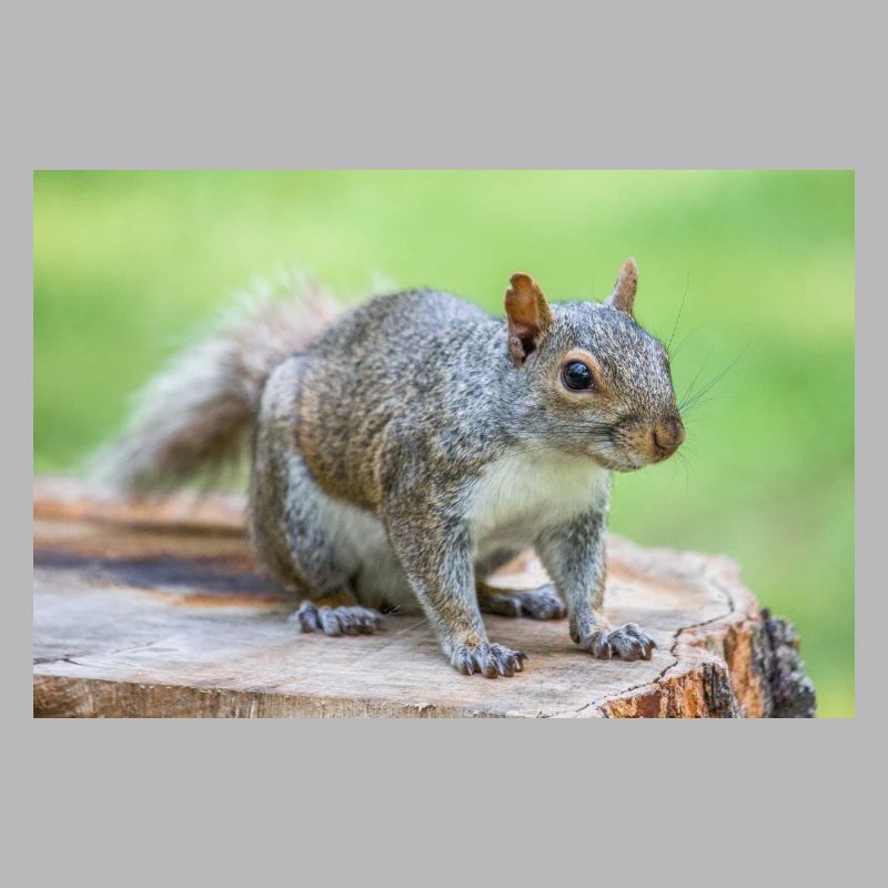 Écureuil gris Grauhörnchen Sciurus carolinensis