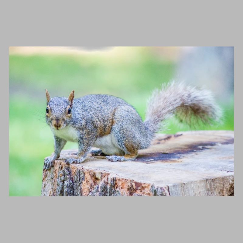 Grey squirrel Grauhörnchen Sciurus carolinensis