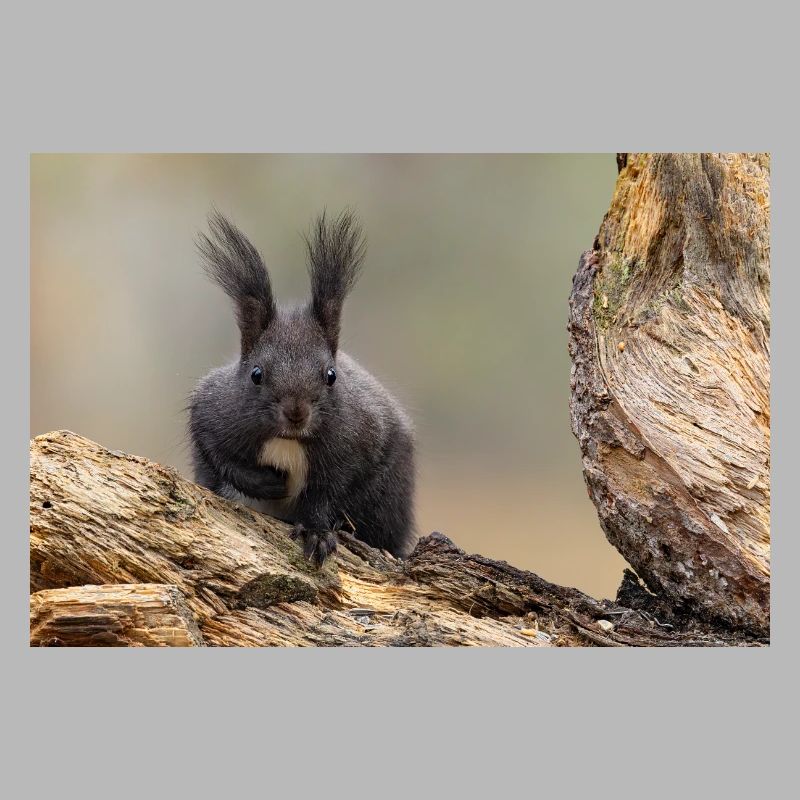 Oachkatzl / Eichhörnchen