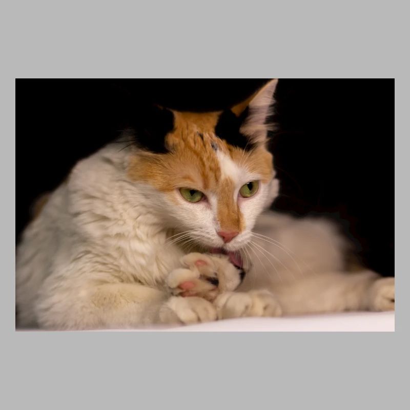 le chat