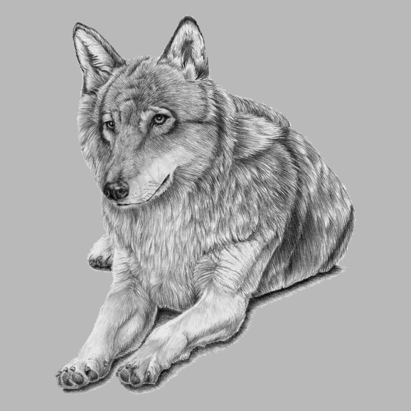 Grey Wolf