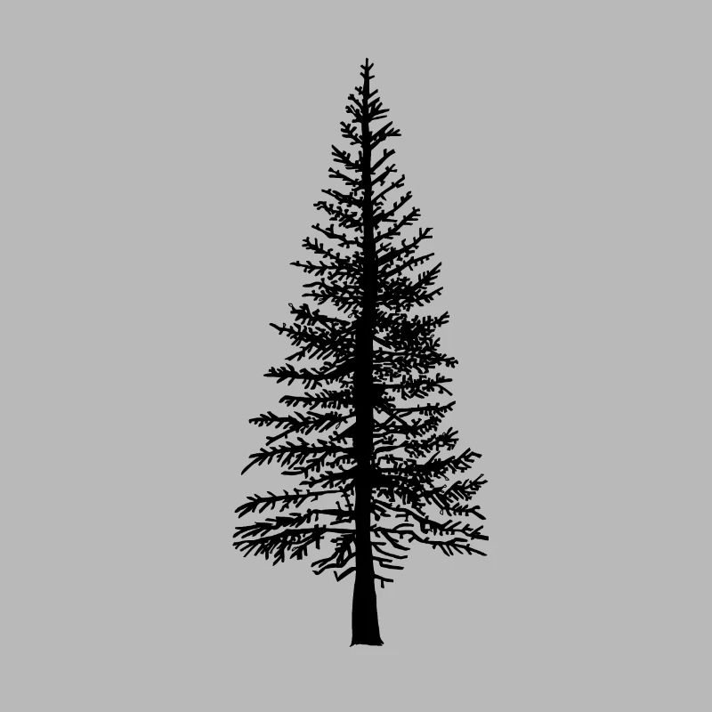 Fir tree Forest Nature Ecology Environment Trees Flora