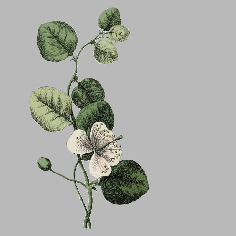 Grüner botanischer Buchstabe E