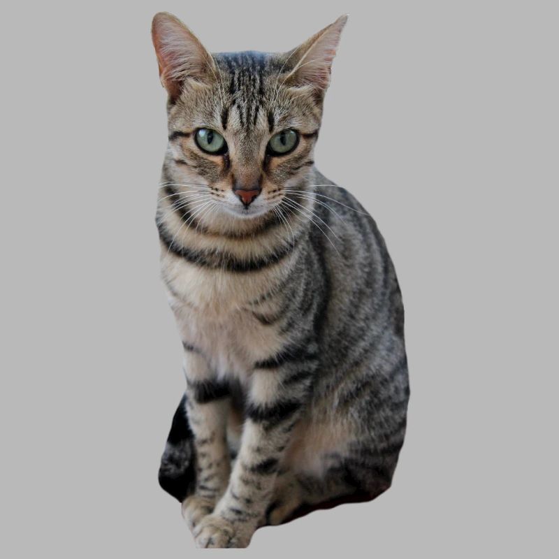Chat chat chaton doux