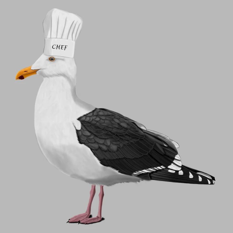 Seagull Cook Chef Kitchen Bird Watcher