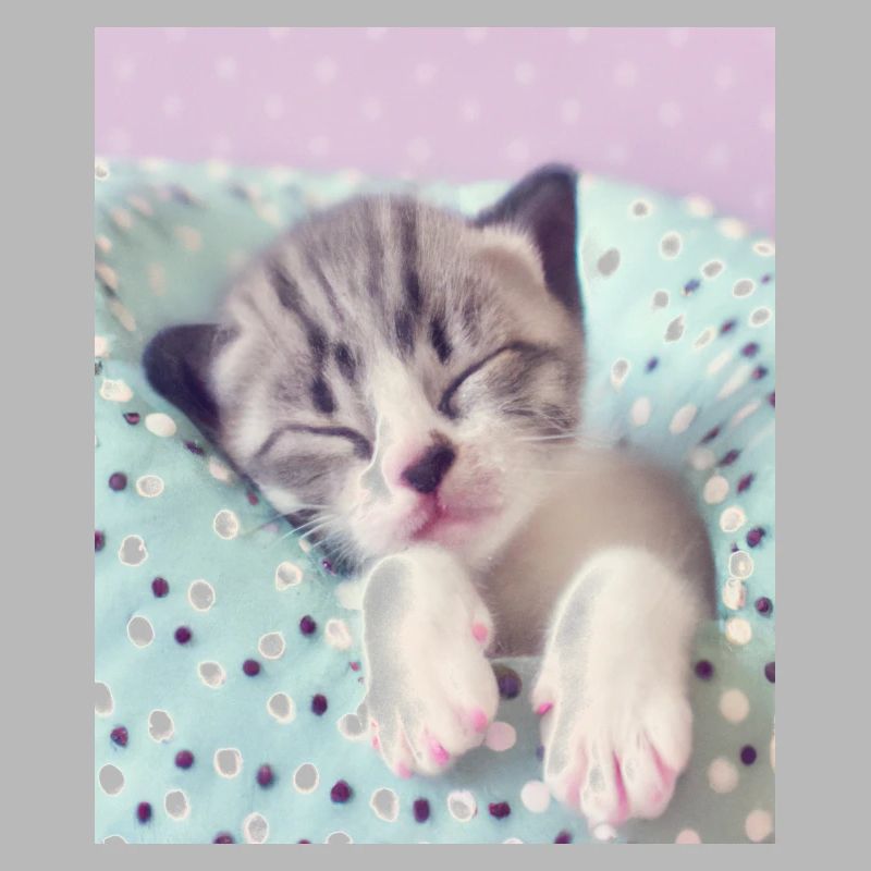 Mignon bébé chaton
