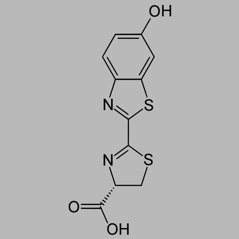Leuchtend / Glow in the dark firefly luciferin