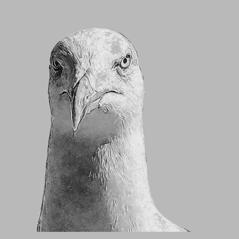 Möwe